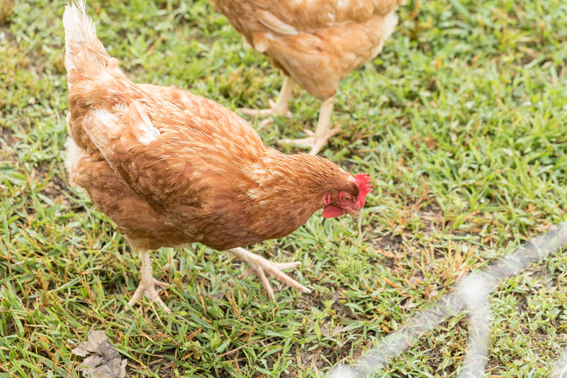 Grass Roots Farmers Co-op chicken and turkey scratch and peck on fresh pasture daily and because they are not ruminants are supplemented with non-GMO, custom-mix feed ration containing probiotics and nutrients.