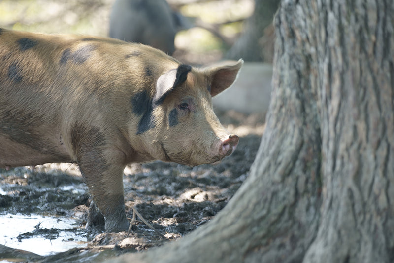 Grass Roots Farmers' Co-op  pigs root and wallow in the forested areas of our farms and because they are not ruminants, are supplemented with non-GMO, custom-mix feed ration containing probiotics and nutrients.