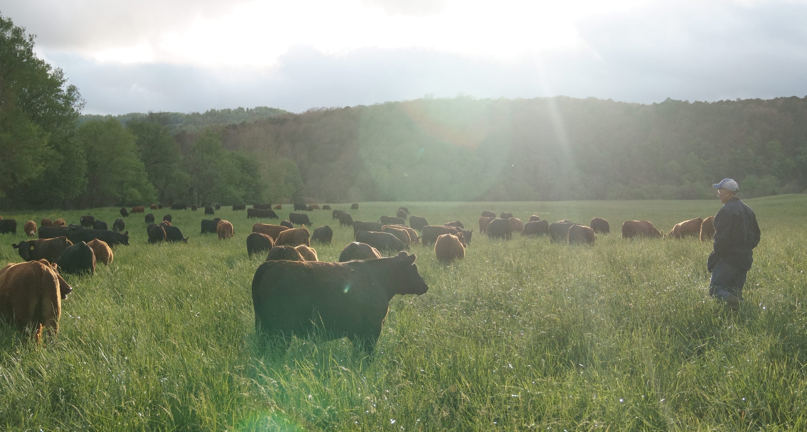 Regenerative Agriculture: what we’re going for at Grass Roots is better than the sum of the parts—pasture-raised, grass fed, sustainable, traceable, delicious