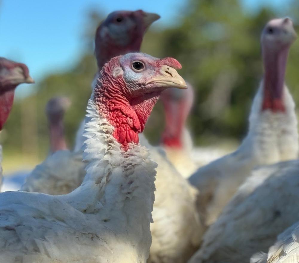 Pasture-Raised Whole Turkey